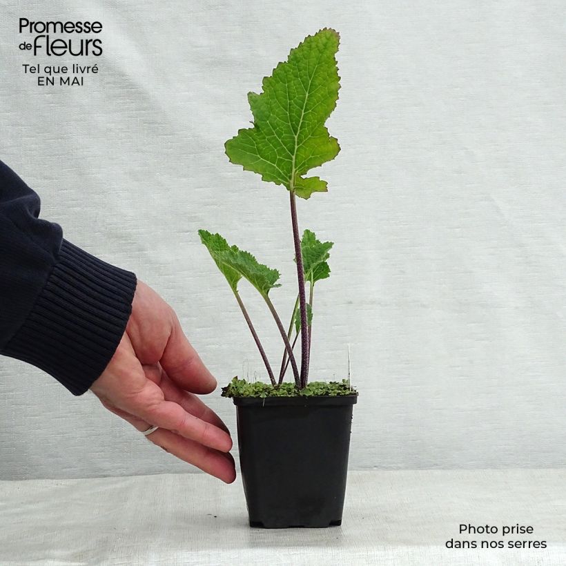 Crambe cordifolia - Greater Sea Kale 8/9 cm pot sample as delivered in spring