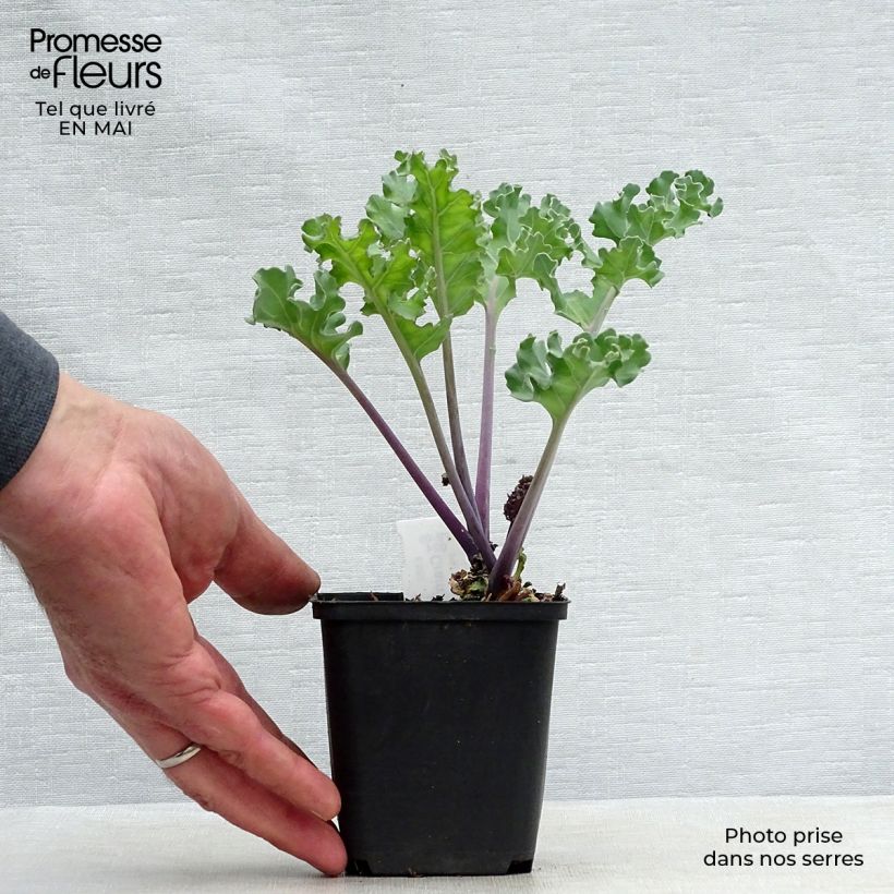 Crambe maritima - Sea Kale 8/9 cm pot sample as delivered in spring