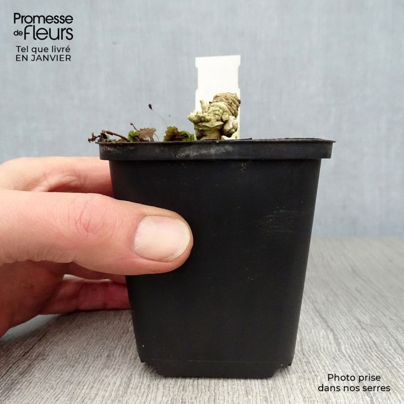 Crambe maritima - Sea Kale 8/9 cm pot sample as delivered in winter