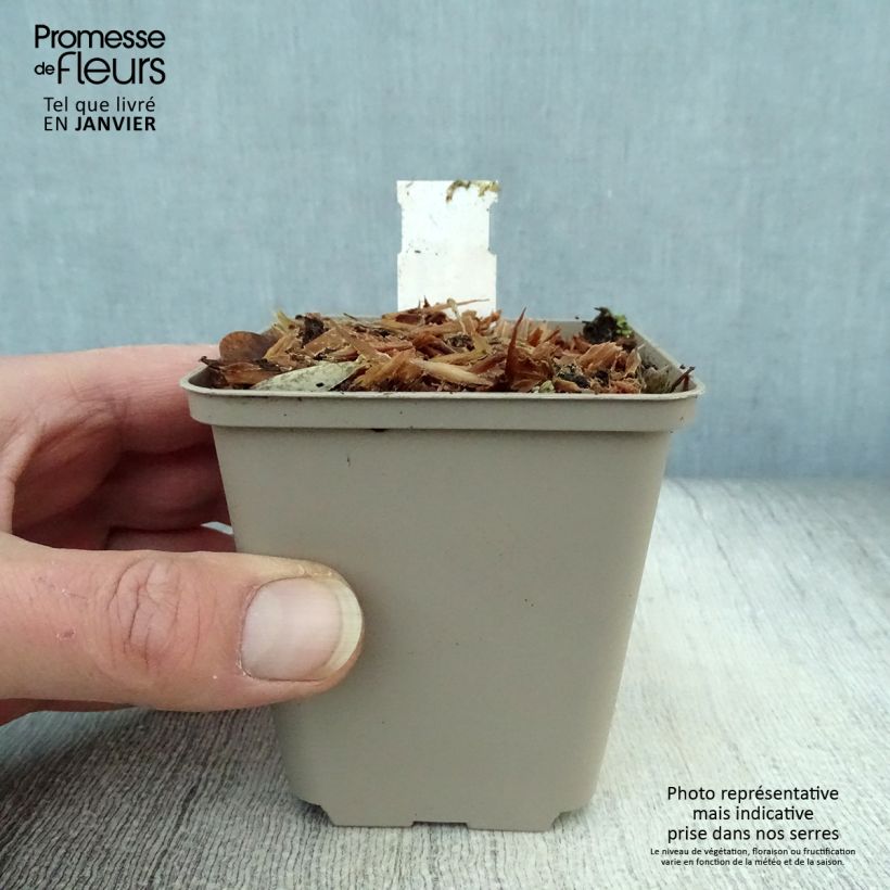 Crambe orientalis Morning Snow - Flowering Sea Kale 8/9 cm pot sample as delivered in winter