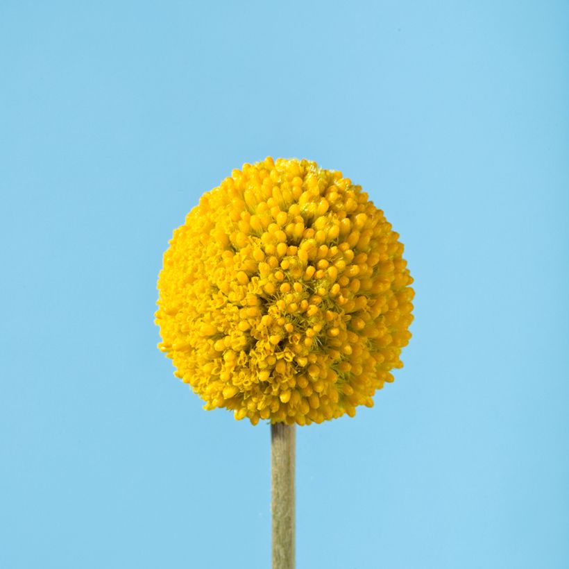 Craspedia globosa Golf Beauty - Drumsticks (Flowering)