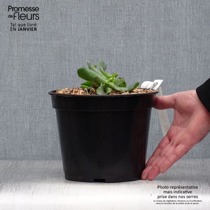 Crassula arborescens Curly Grey 3L/4L pot sample as delivered in winter