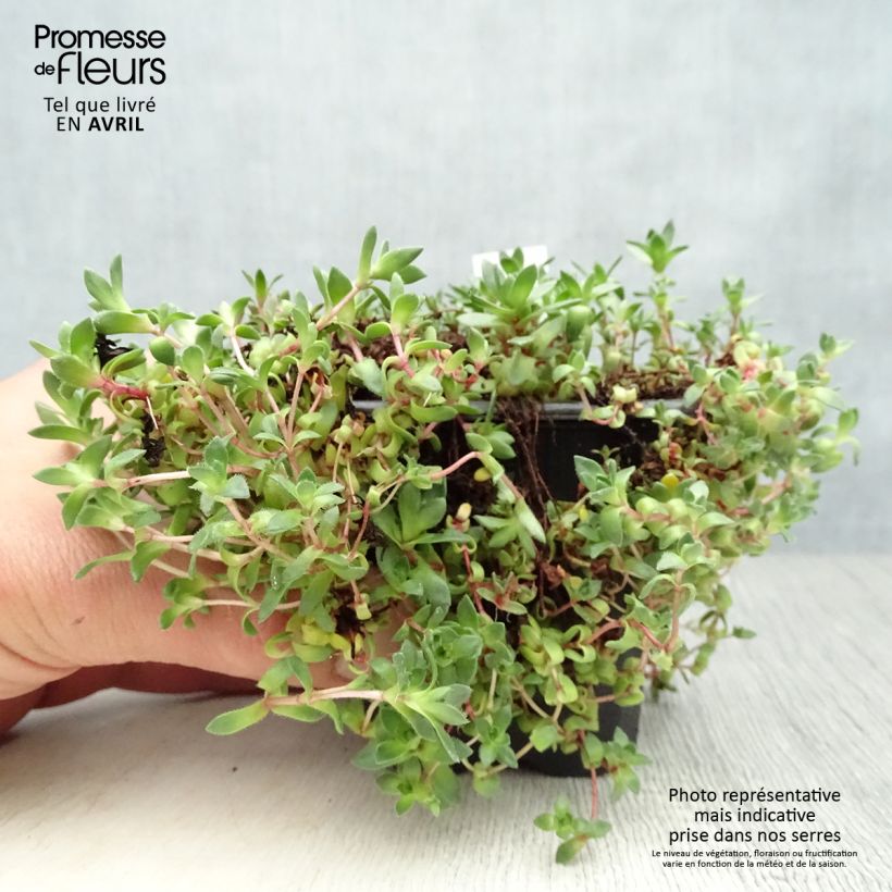 Crassula exilis subsp. sedifolia 8/9 cm pot sample as delivered in spring