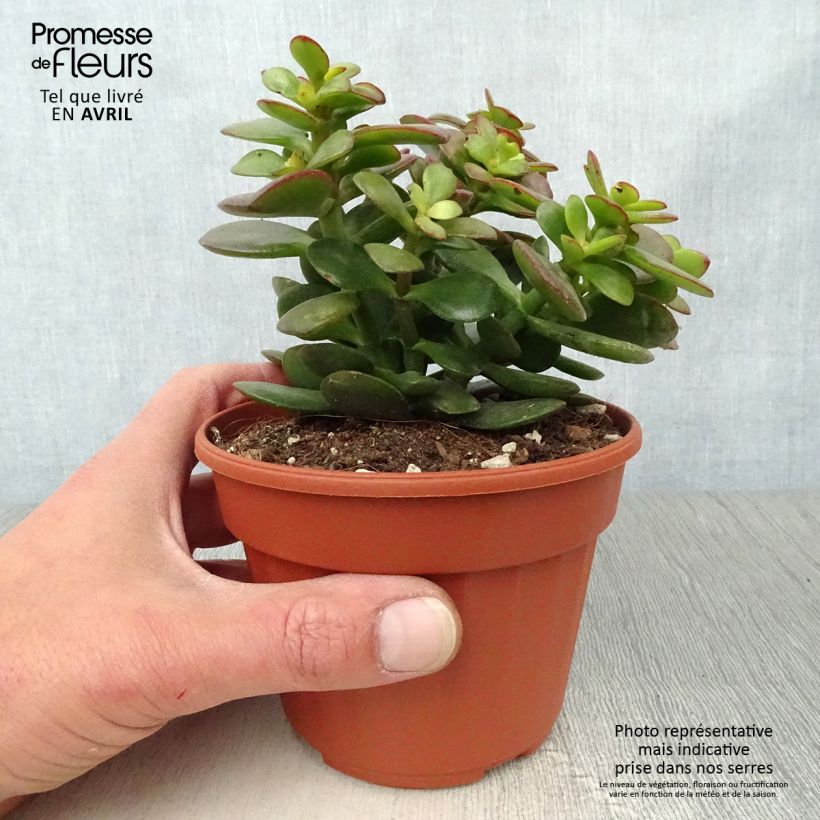 Crassula ovata Minor 1.5L/2L pot sample as delivered in spring