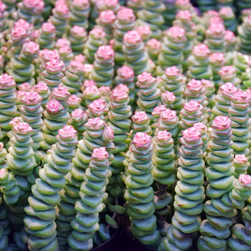 Crassula rupestris subsp. marnieriana - Warm plant (Foliage)