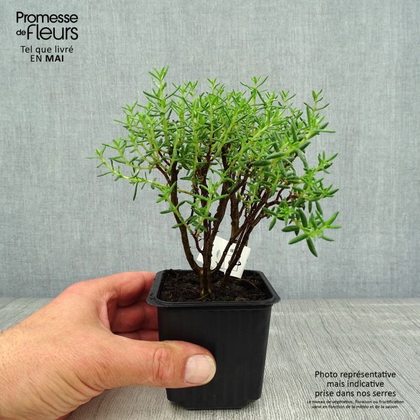 Crassula sarcocaulis 8/9 cm pot sample as delivered in spring