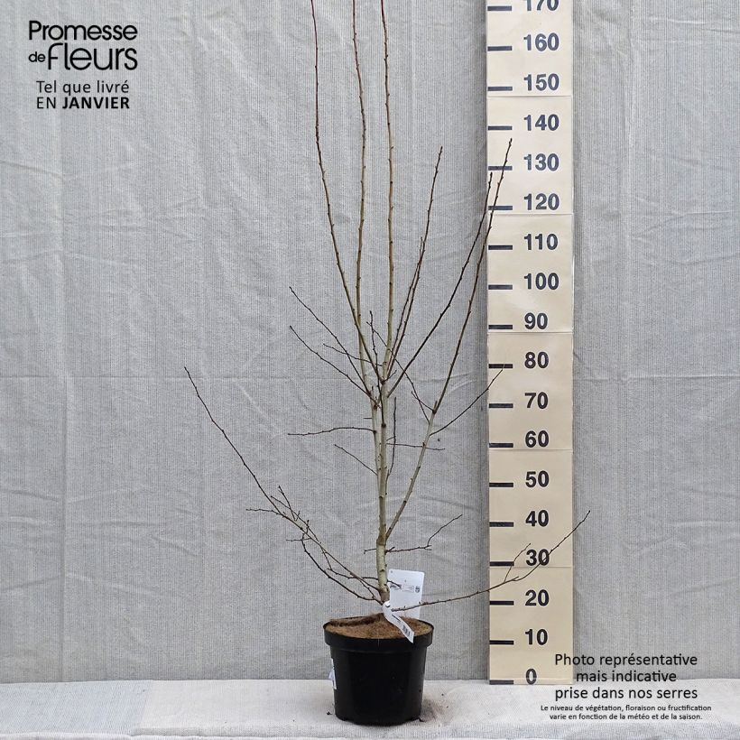 Crataegus grignonensis - Hawthorn 7.5L/10L pot sample as delivered in winter