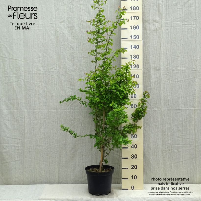 Crataegus laevigata Rosea Flore Pleno - Hawthorn 7.5L/10L pot sample as delivered in spring
