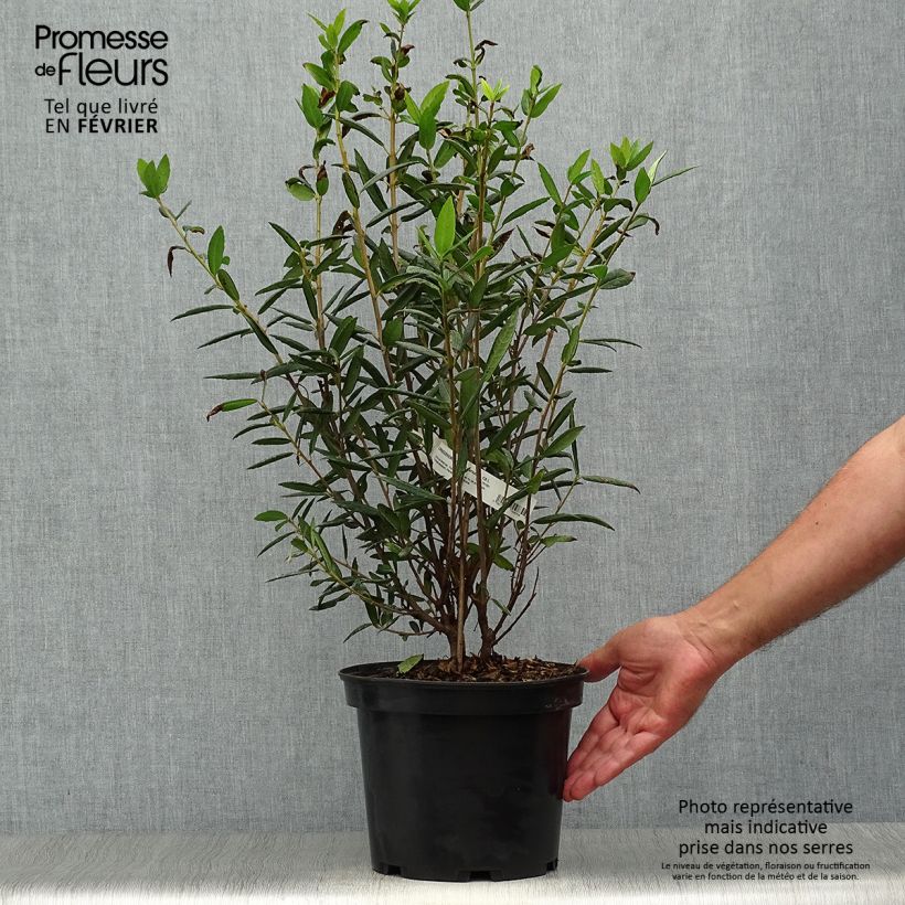 Crinodendron hookerianum 4L/5L pot sample as delivered in autumn