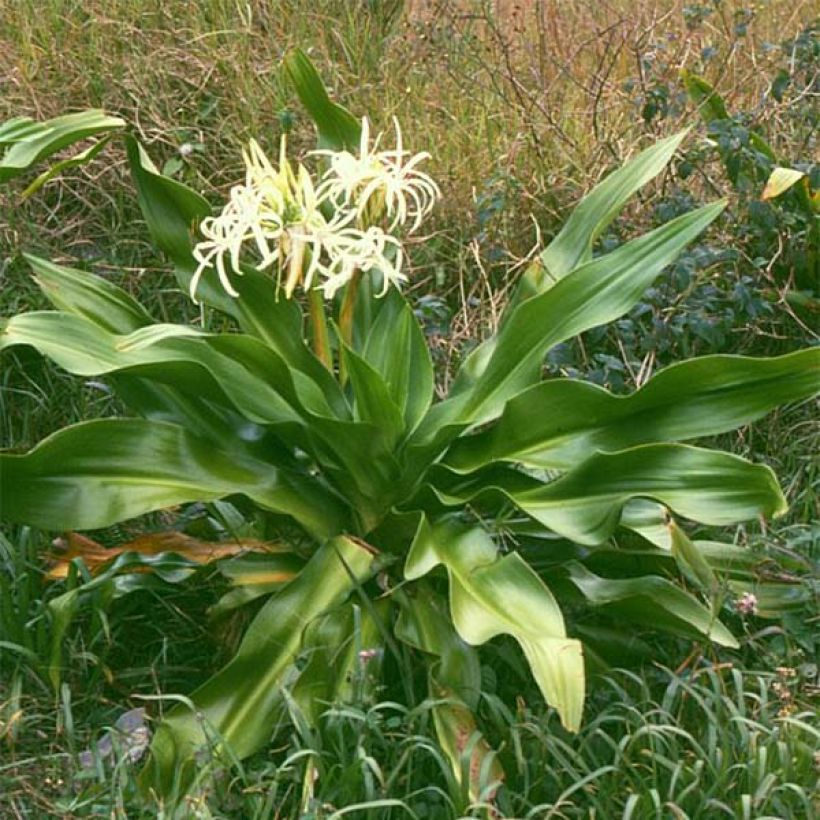 Crinum asiaticum  (Plant habit)