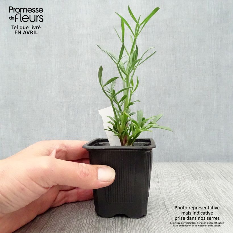 Crithmum maritimum 8/9 cm pot sample as delivered in spring