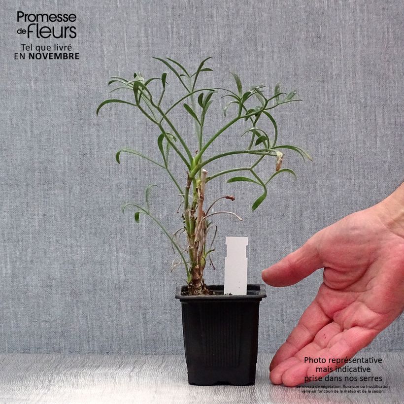 Crithmum maritimum 8/9 cm pot sample as delivered in autumn