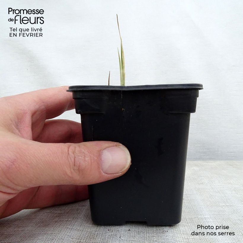 Crocosmia Babylon - Montbretia 7/8 cm pot sample as delivered in winter