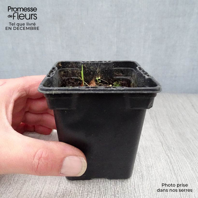 Crocosmia Carmine Brillant - Montbretia 7/8 cm pot sample as delivered in winter