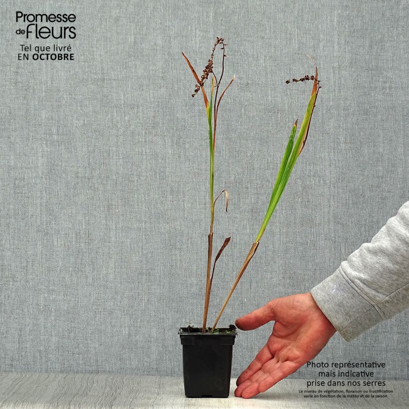 Crocosmia Meteore - Montbretia 7/8 cm pot sample as delivered in autumn