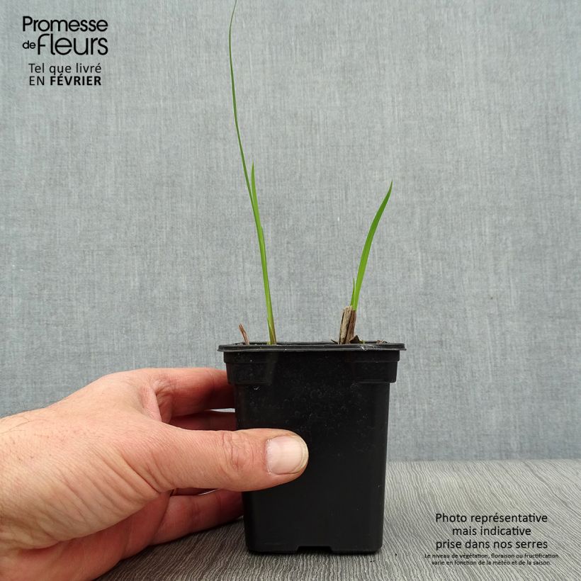 Crocosmia Meteore - Montbretia 7/8 cm pot sample as delivered in winter