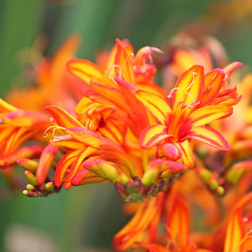 Crocosmia Firestarter - Montbretia (Flowering)