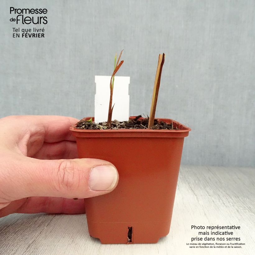 Crocosmia Paul’s Best Yellow - Montbretia 8/9 cm pot sample as delivered in winter