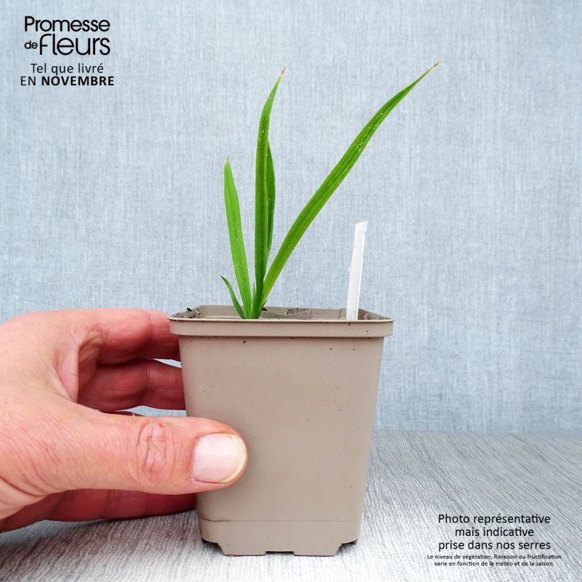 Crocosmia Paul’s Best Yellow - Montbretia 8/9 cm pot sample as delivered in autumn