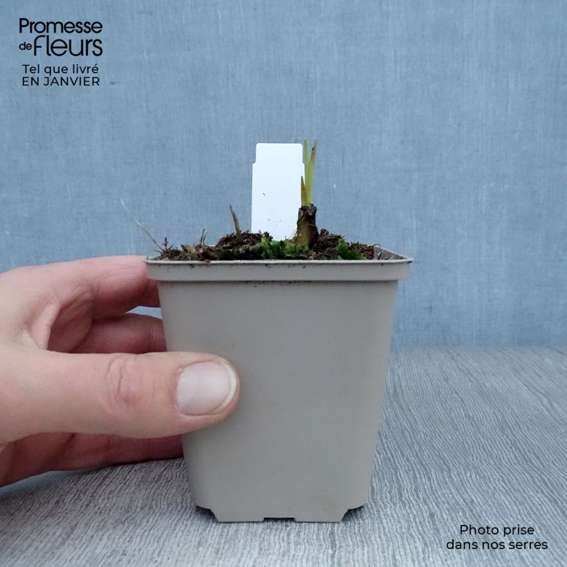 Crocosmia Saracen - Montbretia 8/9 cm pot sample as delivered in winter