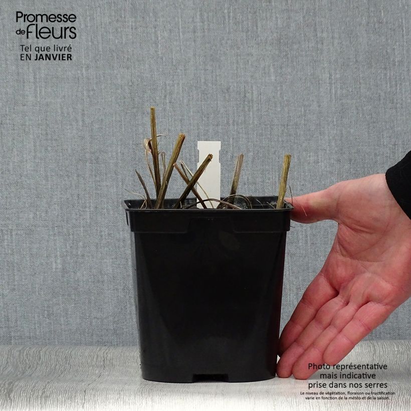 Crocosmia Star of the East - Montbretia 2L/3L pot sample as delivered in winter