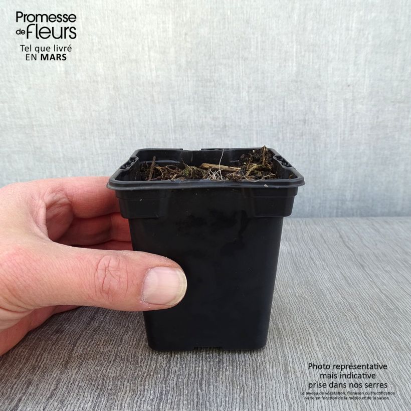 Crocosmia Emily McKenzie - Montbretia 7/8 cm pot sample as delivered in winter