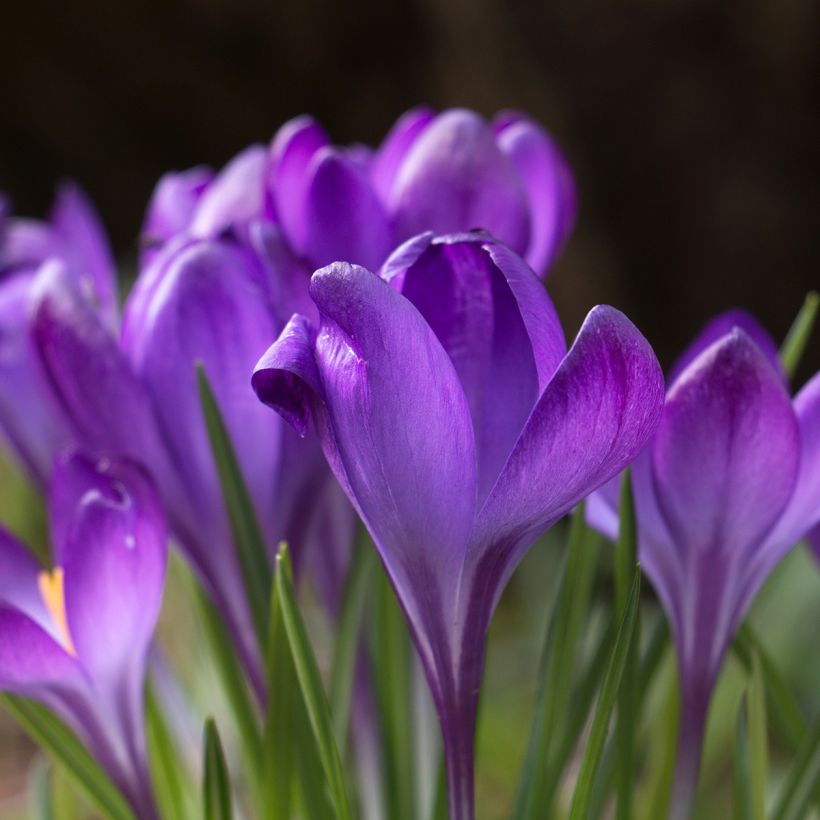 Crocus tommasinianus Blue Ocean - Early Crocus (Flowering)