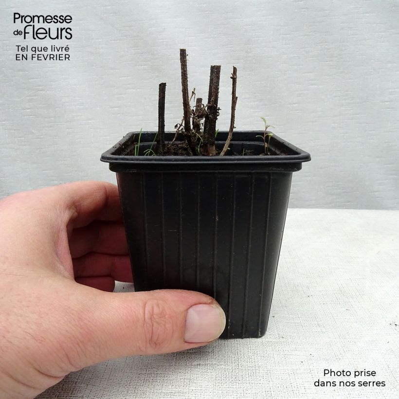 Stachys affinis 8/9 cm pot sample as delivered in winter