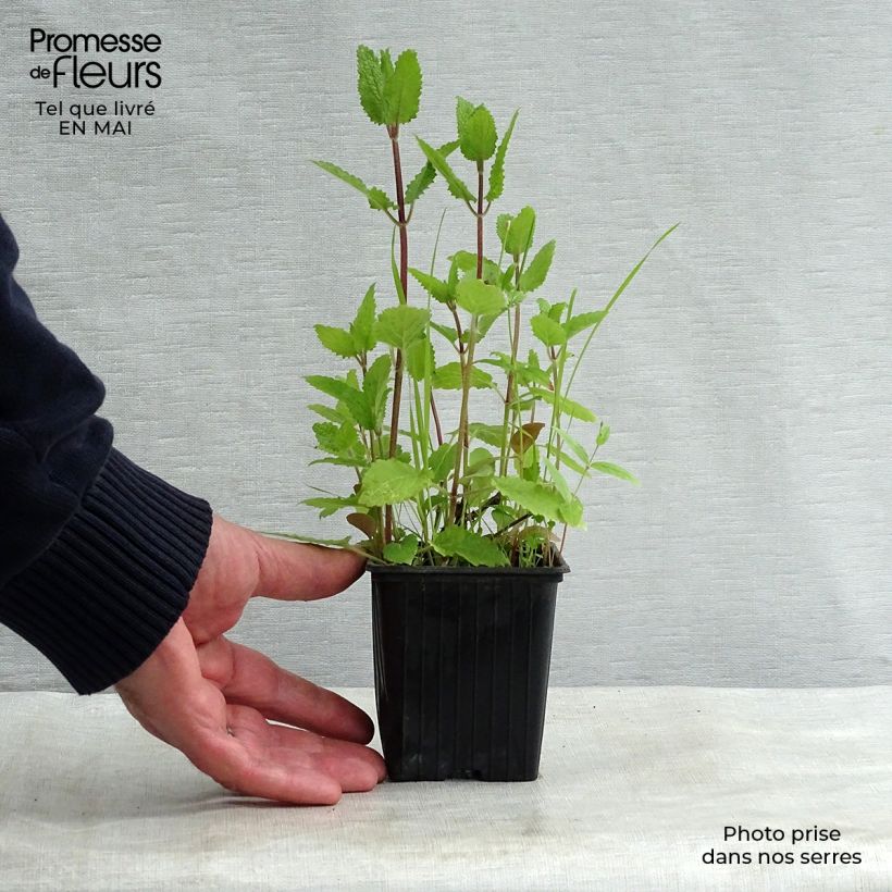 Stachys affinis 8/9 cm pot sample as delivered in spring