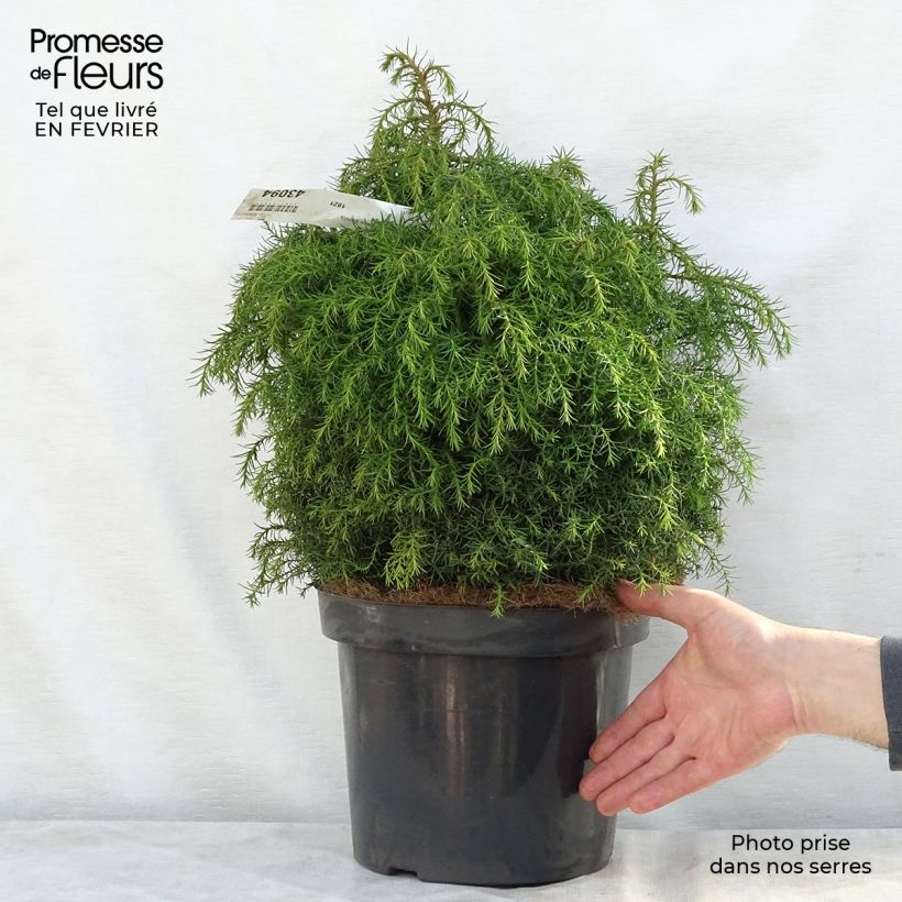 Cryptomeria japonica Elegans Viridis 7.5L/10L pot sample as delivered in winter