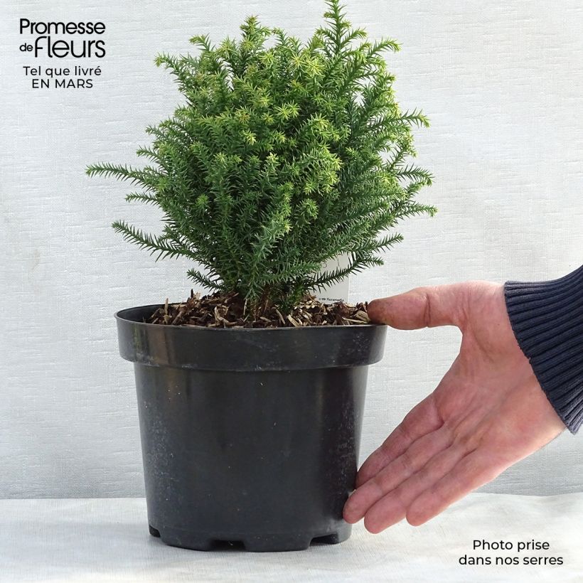 Cryptomeria japonica Vilmorin Gold 2L/3L pot sample as delivered in spring