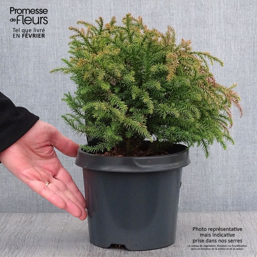 Cryptomeria japonica Vilmorin Gold 2L/3L pot sample as delivered in winter