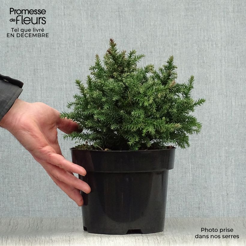 Cryptomeria japonica Vilmoriniana 2L/3L pot sample as delivered in winter