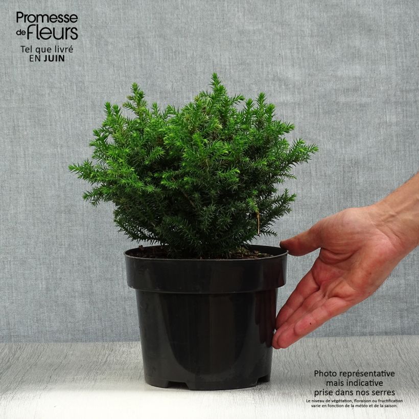 Cryptomeria japonica Vilmoriniana 2L/3L pot sample as delivered in summer