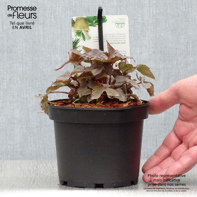 Cryptotaenia japonica purpurea - Japanese Parsley 1.5L/2L pot sample as delivered in spring