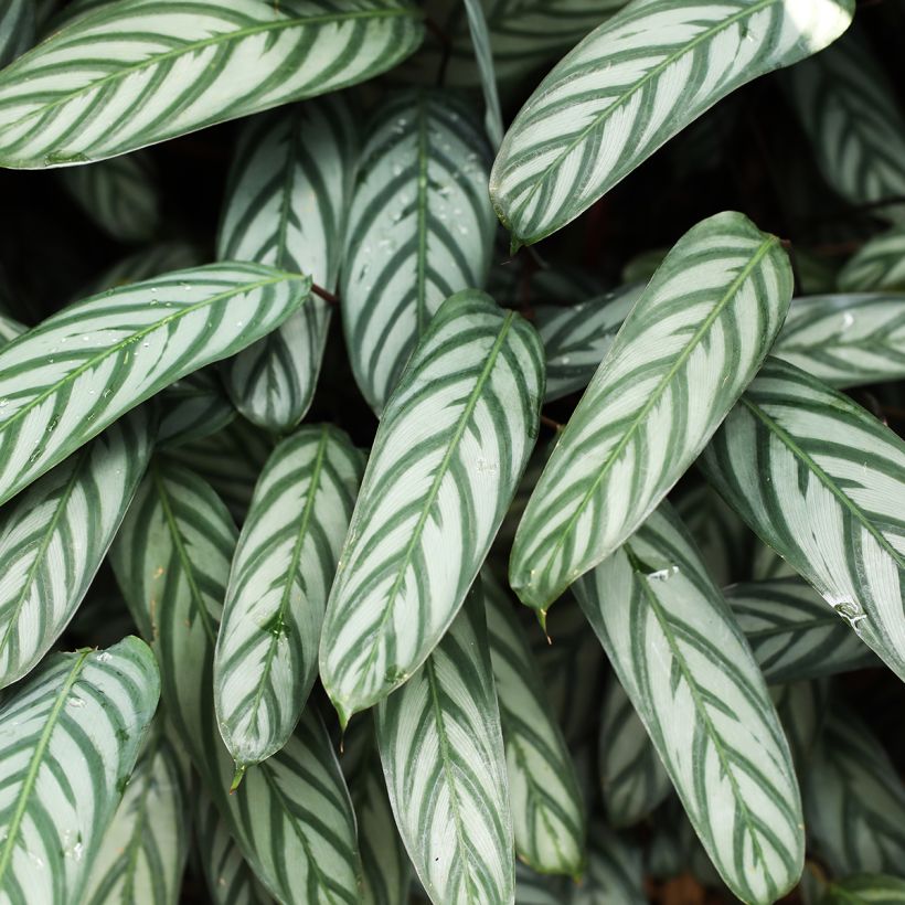 Ctenanthe Compactstar  (Foliage)