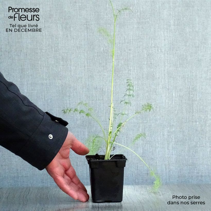 Organic Caraway - Carum carvi 8/9 cm pot sample as delivered in winter