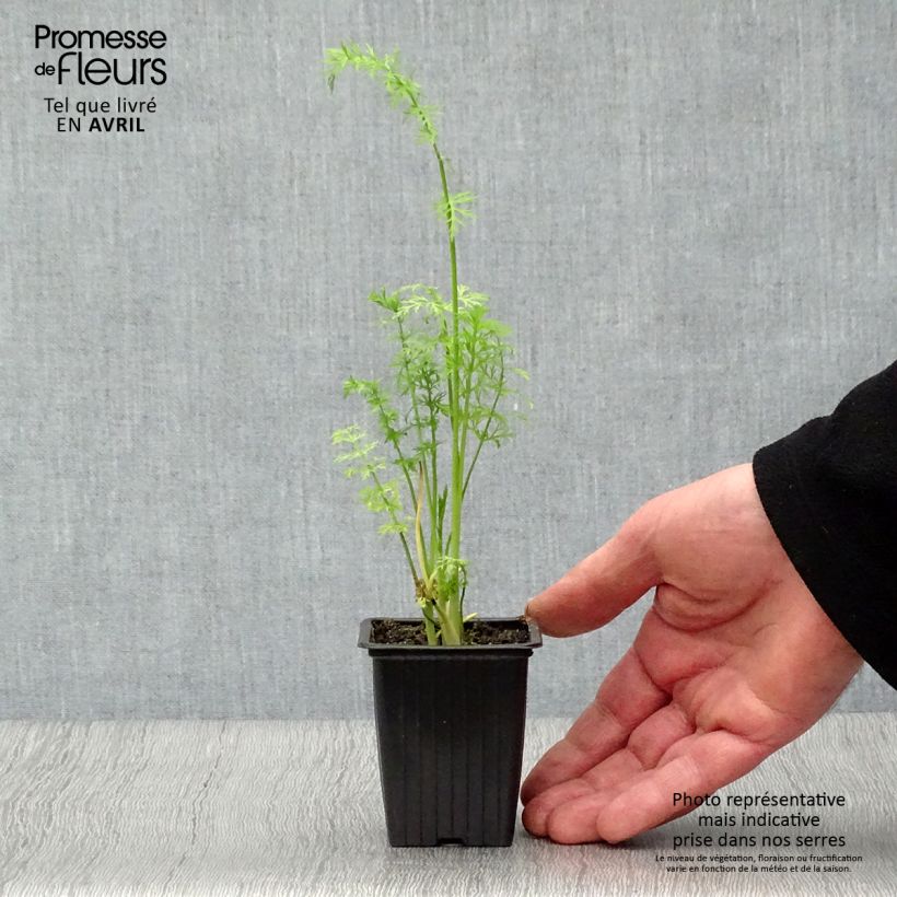 Organic Caraway - Carum carvi 8/9 cm pot sample as delivered in spring