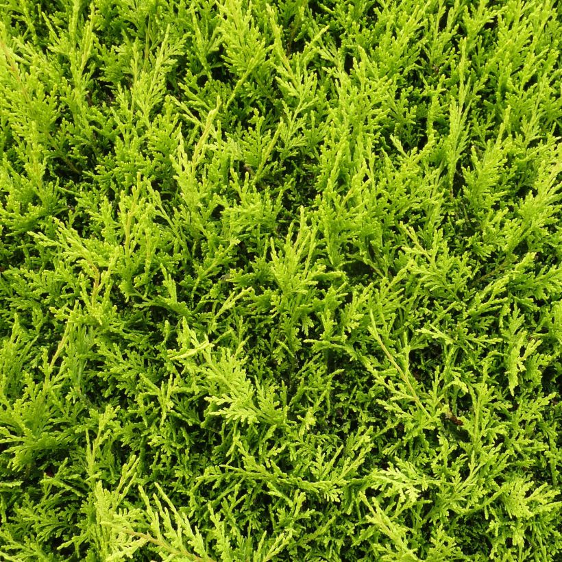 Cupressocyparis Castlewellan Gold - Leyland Cypress (Foliage)