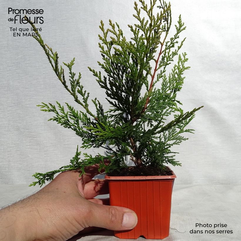 Cupressocyparis Castlewellan Gold - Leyland Cypress 8/9 cm pot sample as delivered in spring
