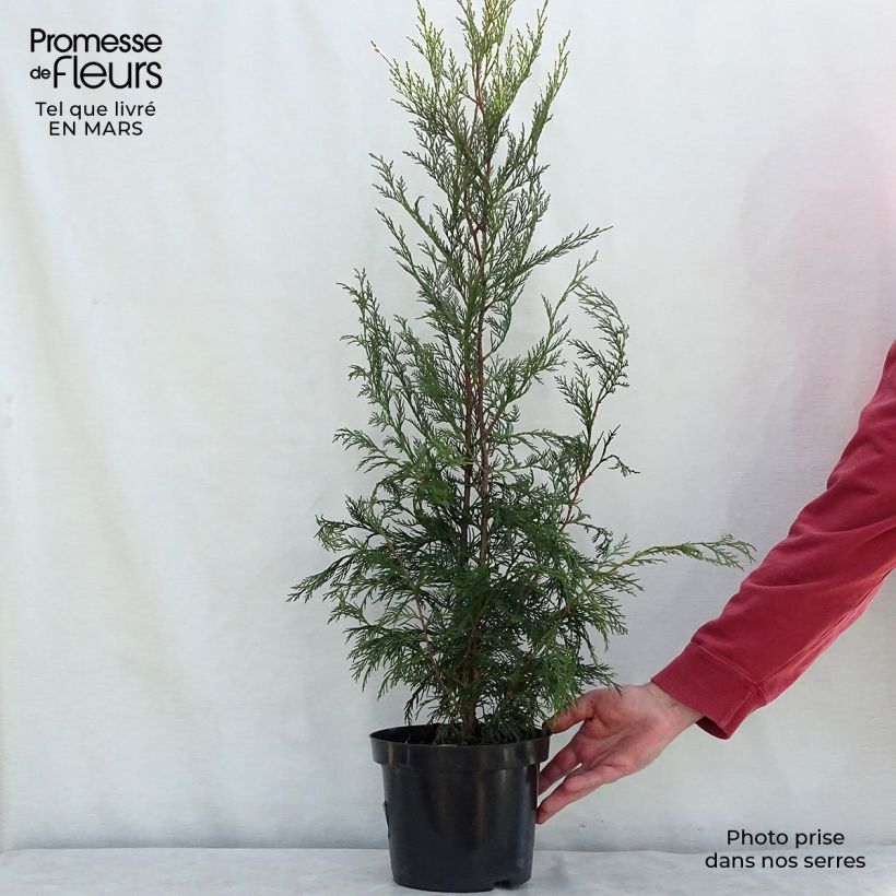 Cupressocyparis Leylandii 2001 - Leyland Cypress 4L/5L pot sample as delivered in winter