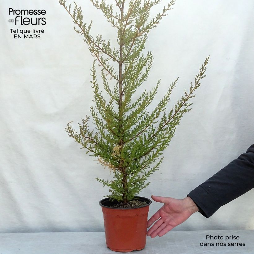 Cupressus macrocarpa 2L/3L pot sample as delivered in winter
