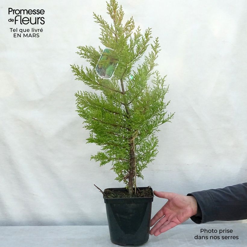 Cupressus macrocarpa Goldcrest 4L/5L pot sample as delivered in winter