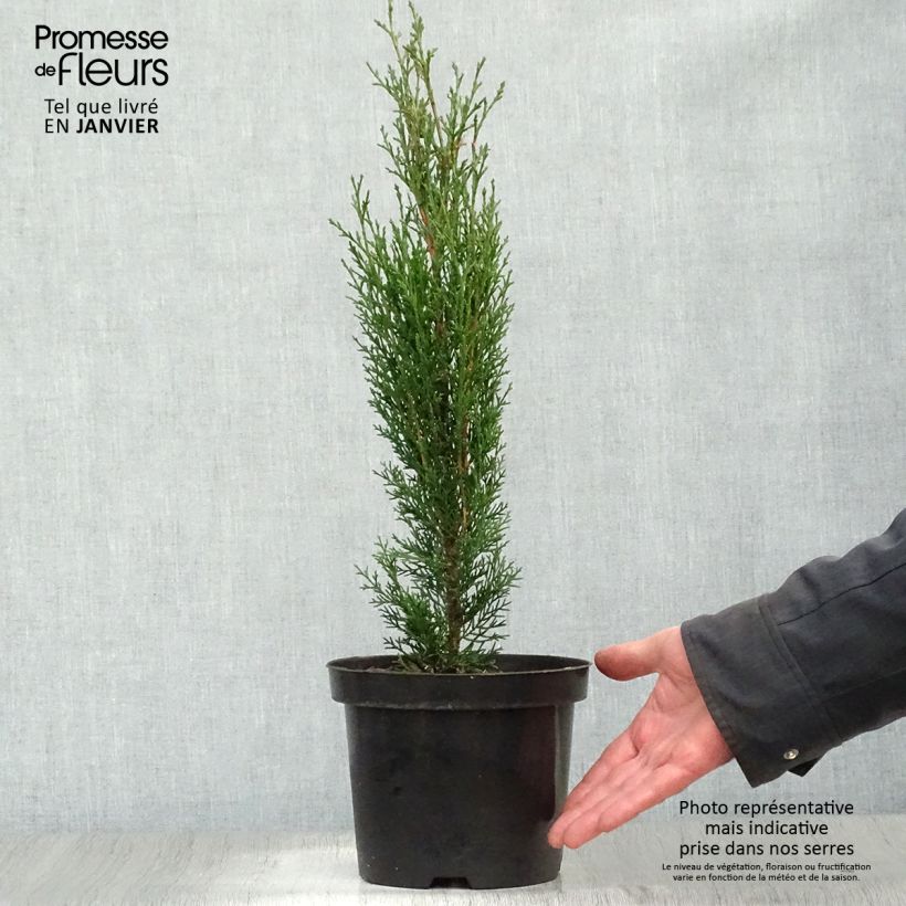 Cupressus sempervirens Totem - Florence Cypress 2L/3L pot sample as delivered in winter
