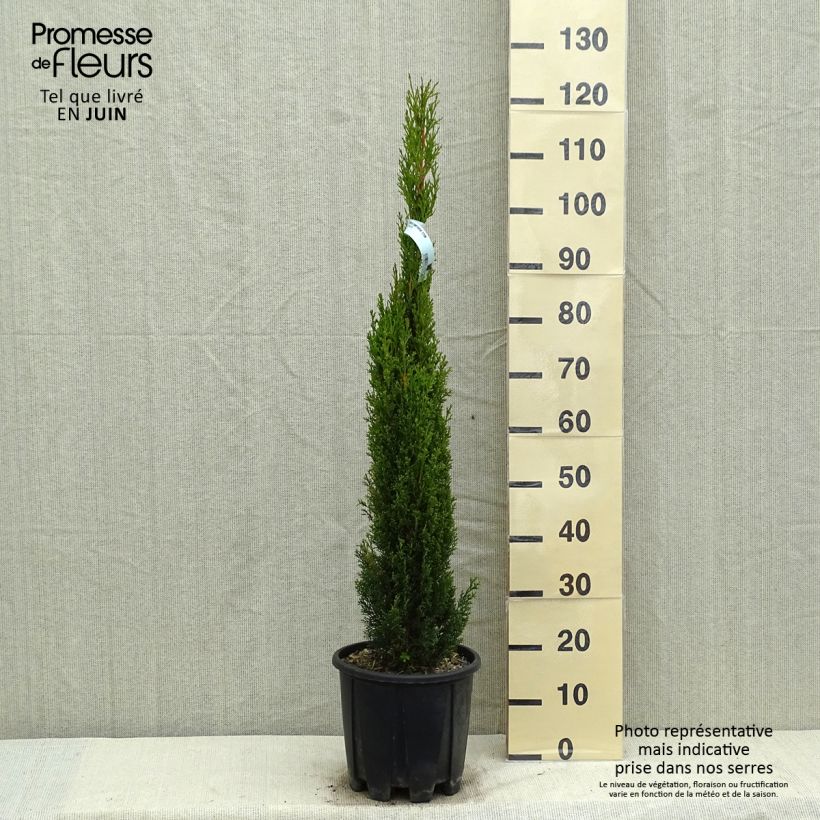 Cupressus sempervirens Totem - Florence Cypress 7.5L/10L pot sample as delivered in spring
