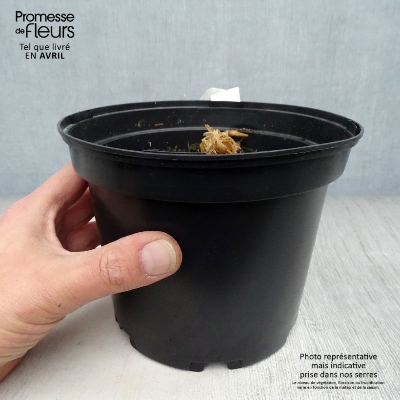 Curcuma longa - Common Turmeric 2L/3L pot sample as delivered in spring