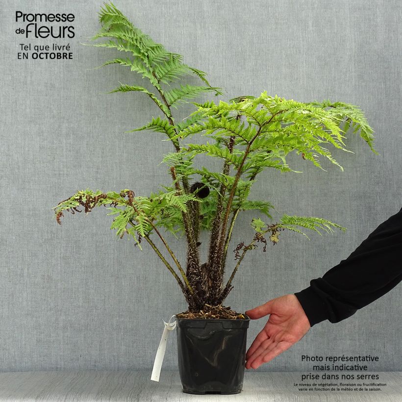 Cyathea cooperi - Australian Tree Fern 2L/3L pot sample as delivered in autumn