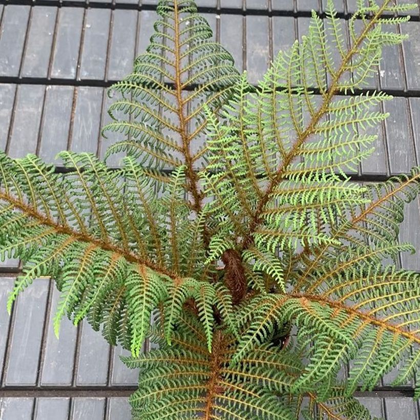 Cyathea tomentosissima - Tree fern (Foliage)