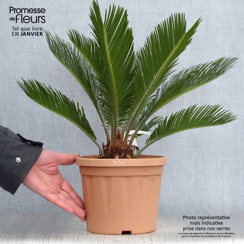 Cycas revoluta - Japanese Sago Palm 2L/3L pot sample as delivered in winter
