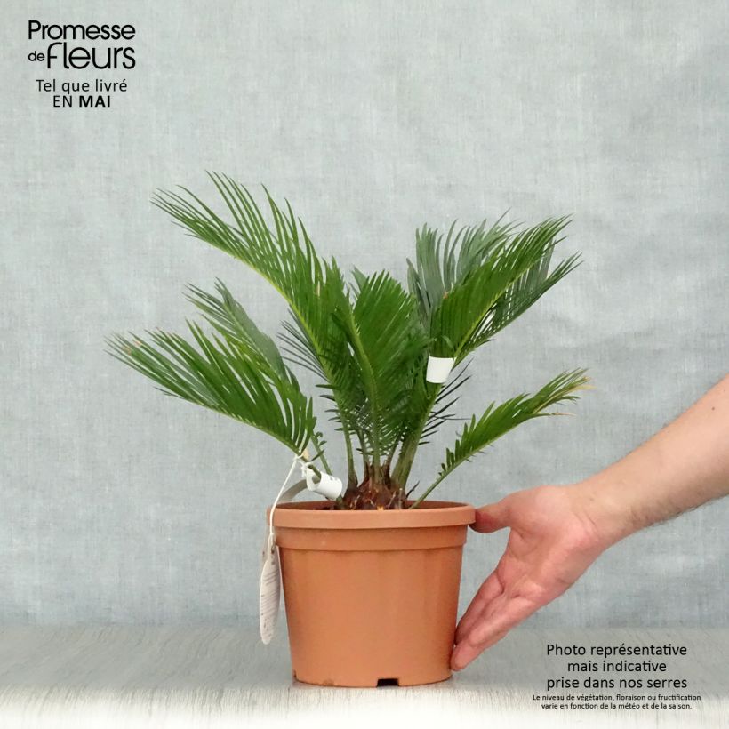 Cycas revoluta - Japanese Sago Palm 2L/3L pot sample as delivered in spring